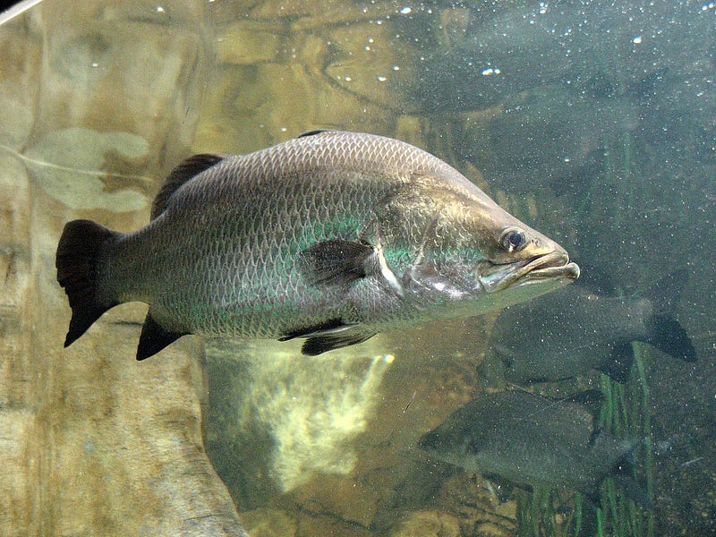 Barramundi fish scales used in CNO production