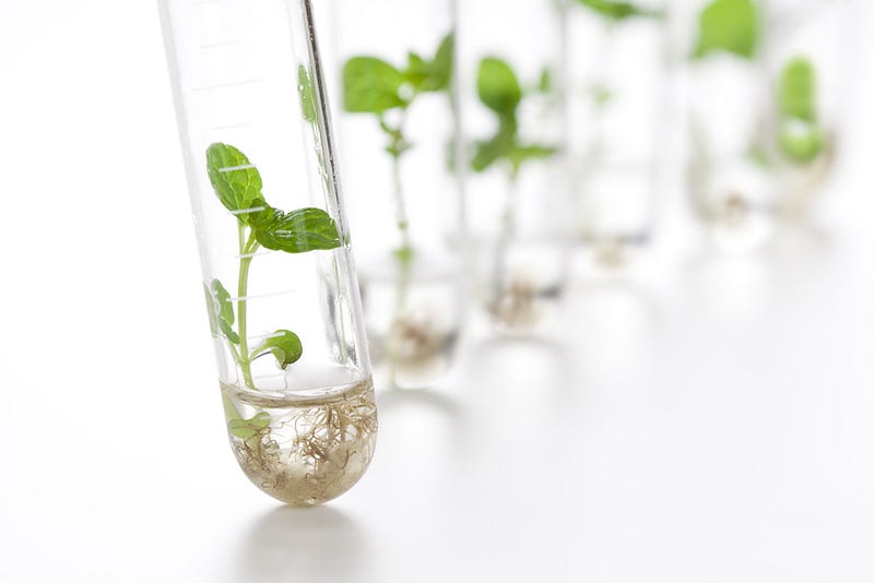 Lab setup for growing plant materials