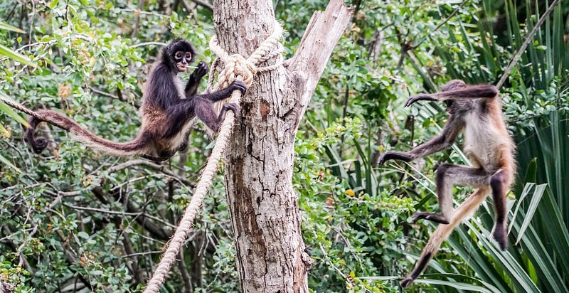 Social structure of spider monkeys