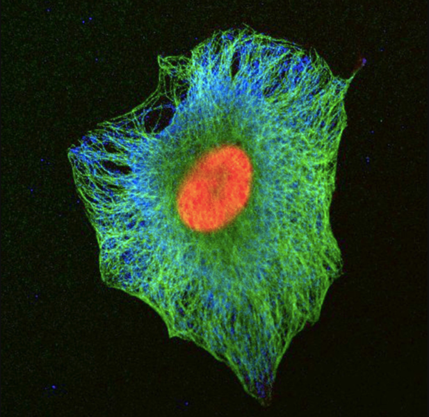 Visualization of a human cell highlighting microtubules