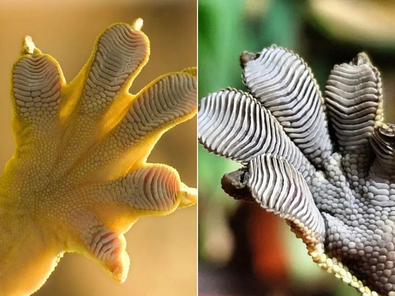 Gecko's unique foot structure aiding its grip.