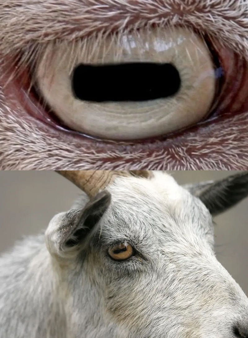 Sheep's horizontal pupils enhancing vision.