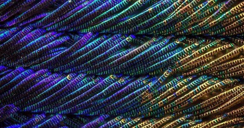 Close-up of peacock feathers displaying intricate patterns.