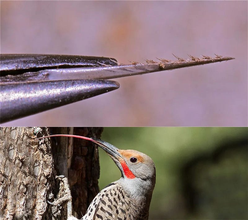 Woodpecker's barbed tongue for insect extraction.