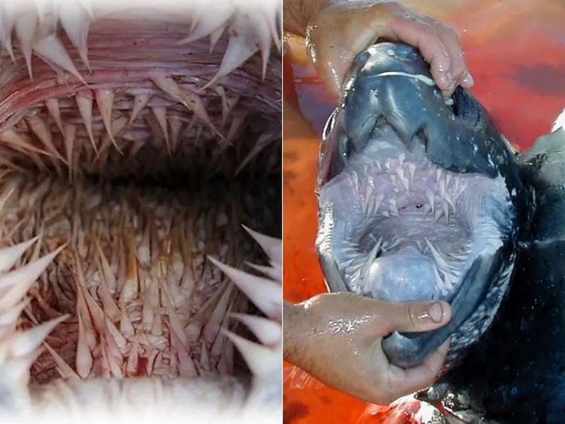 Leatherback turtle's spiny esophagus aiding digestion.