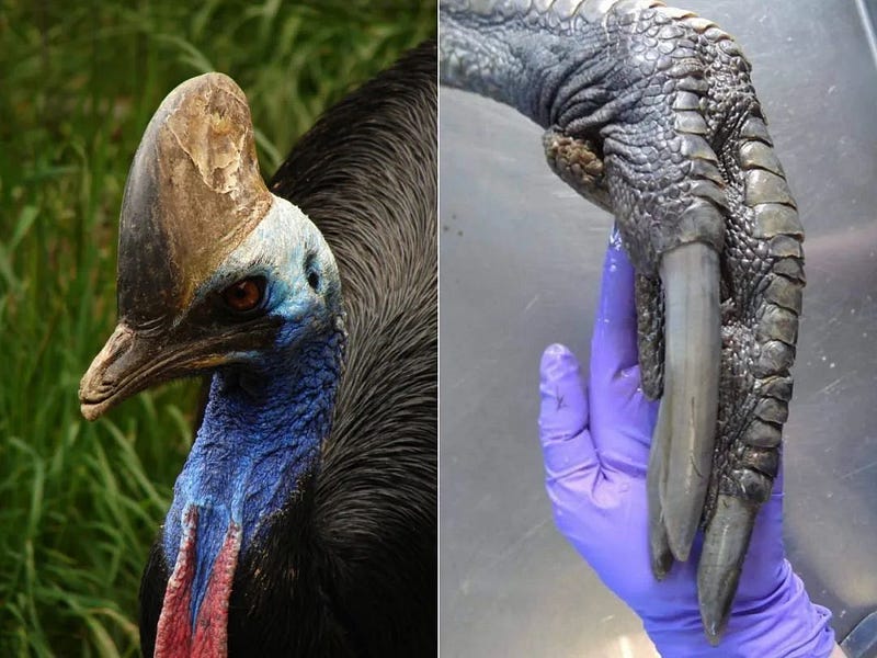 Cassowary showcasing its dinosaur-like claws.