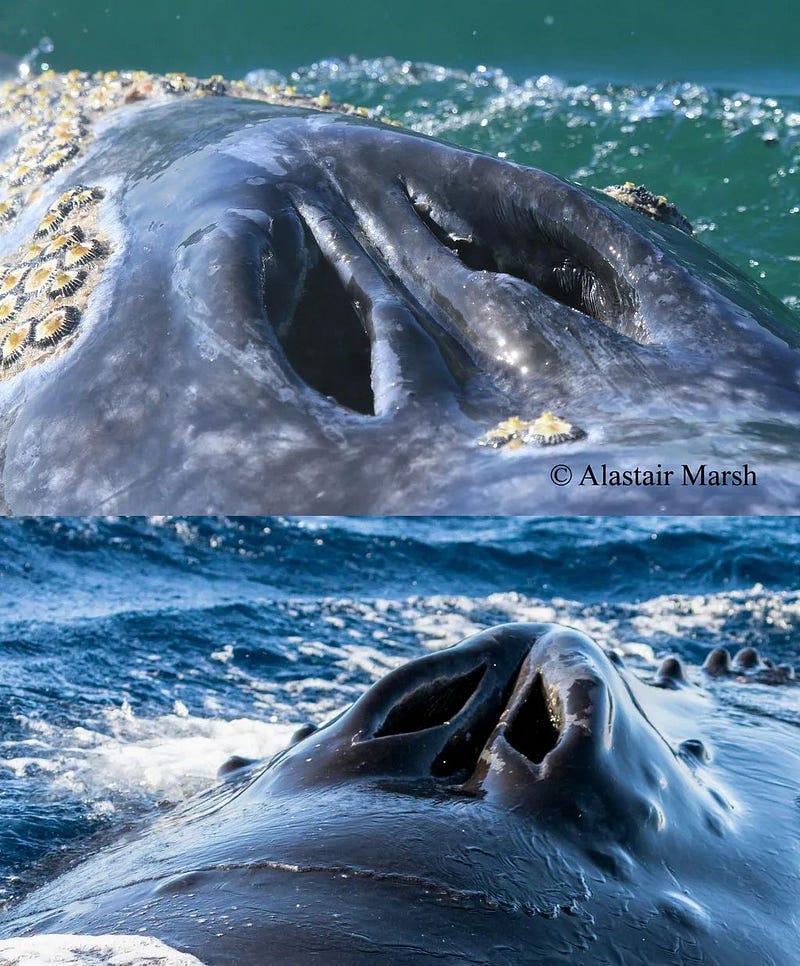 Whale blowhole resembling a human nose.