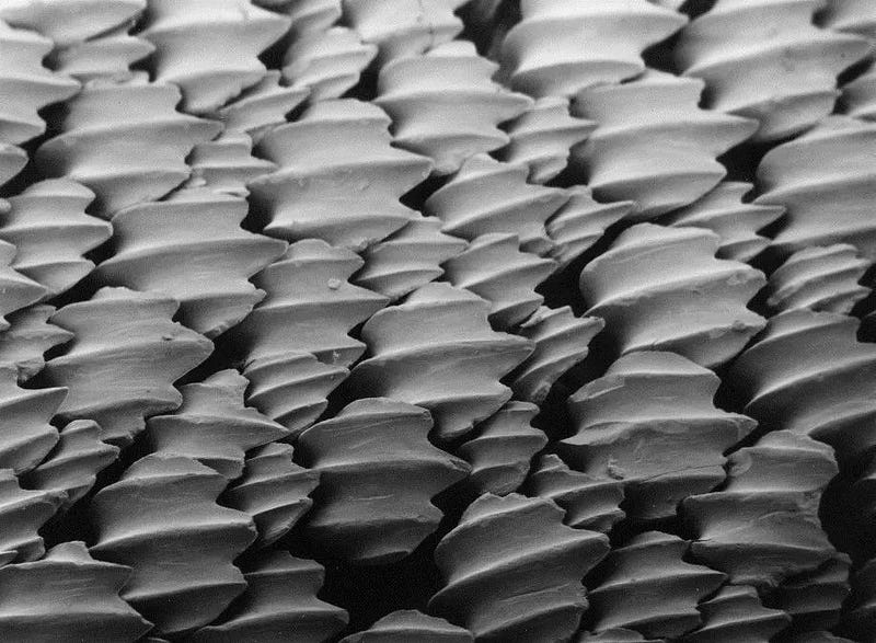 Shark skin structure demonstrating dermal denticles.