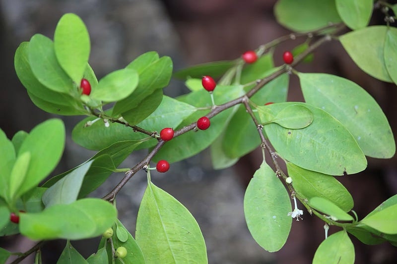 Erythroxylum coca plant