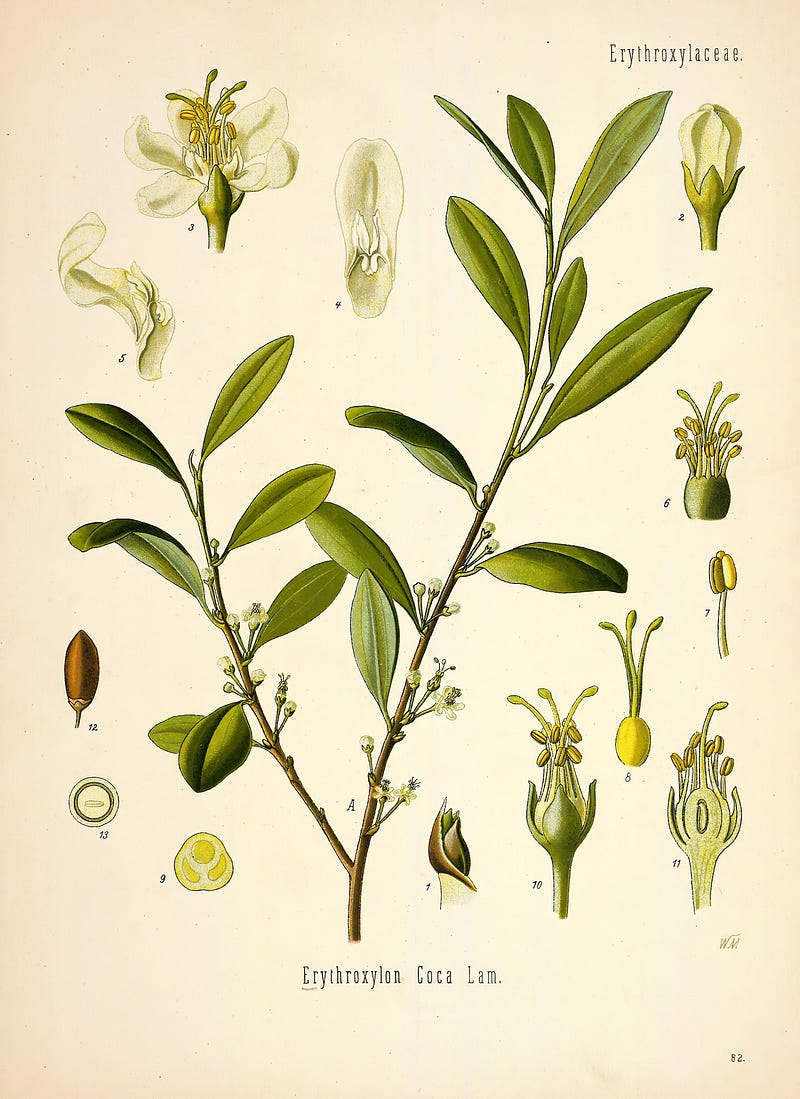 1800s botanical print of coca