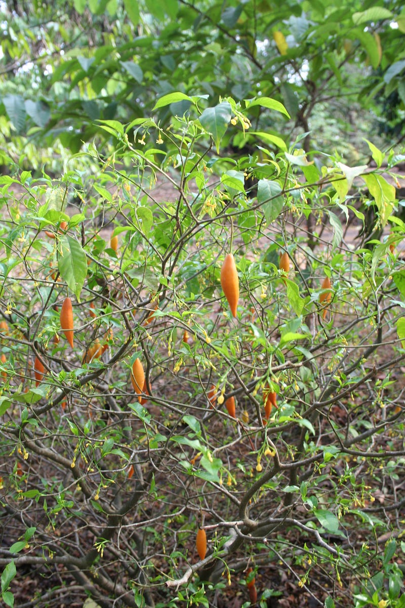 Tabernathe iboga plant