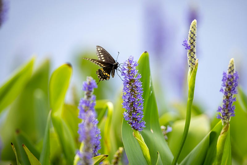 Butterfly symbolizing rebirth and spiritual connection.