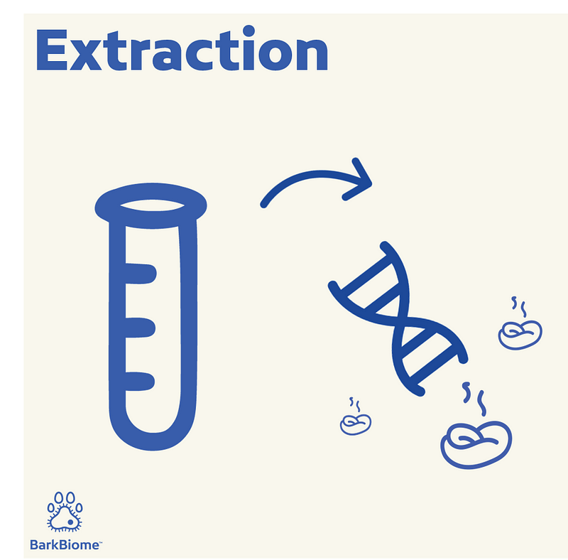 Extracting DNA from stool samples in a lab