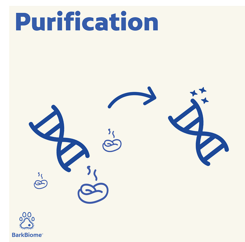 Purifying DNA samples in the laboratory