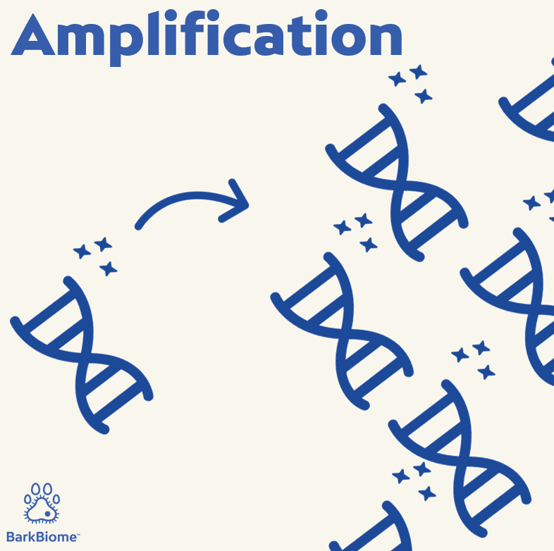 Amplifying DNA fragments in preparation for sequencing