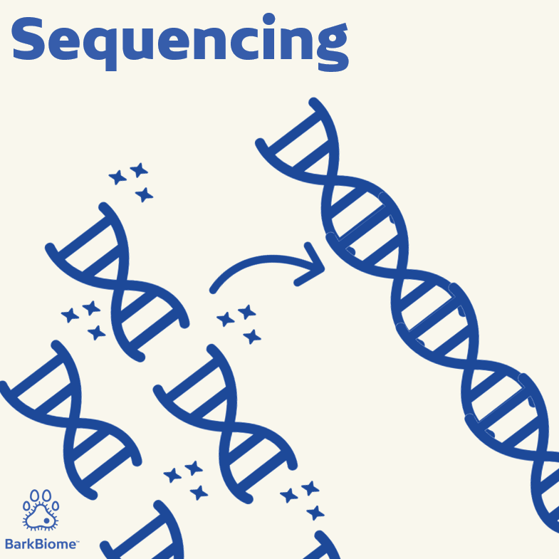 Sequencing DNA to decode bacterial information