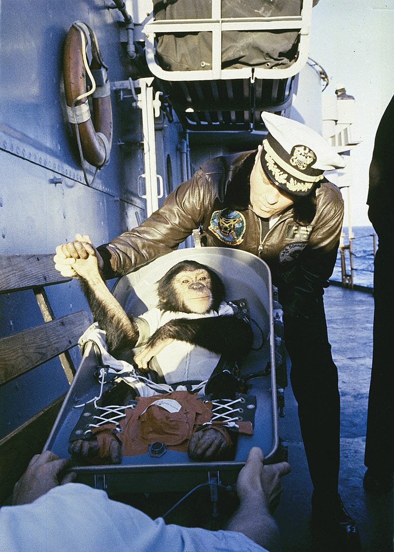 Ham the Chimpanzee after his successful mission in 1961