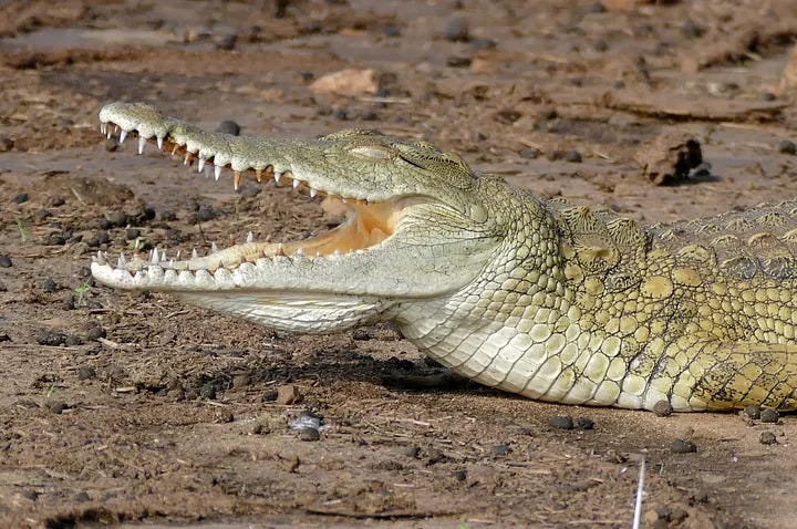 Nile Crocodile in its natural habitat