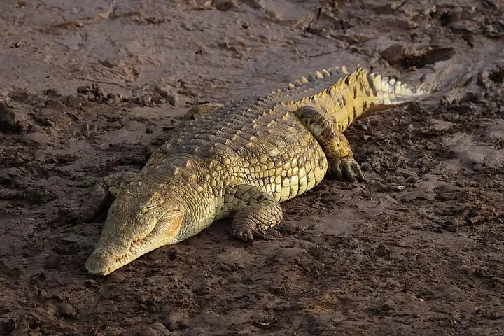 Nile Crocodile displaying interest in sounds